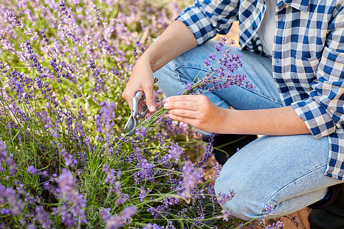 gardening, nature and people concept - young woman with pruner cutting and picking lavender flowers at summer garden