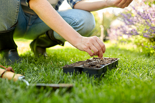 gardening, farming and people concept - hands of young woman planting flower seeds to starter pots tray with soil at summer garden