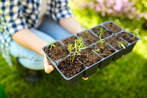 gardening, farming and people concept - hands of young woman holding starter pots tray with seedlings at summer garden