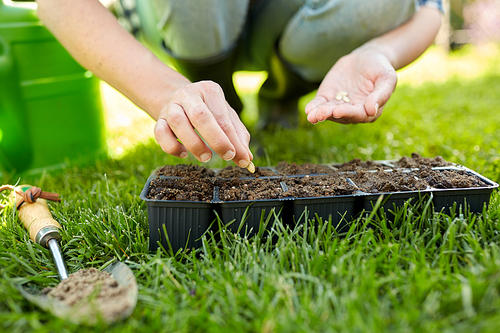 gardening, farming and people concept - hands of young woman planting flower seeds to starter pots tray with soil at summer garden