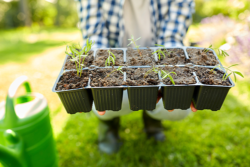 gardening, farming and people concept - hands of young woman holding starter pots tray with seedlings at summer garden