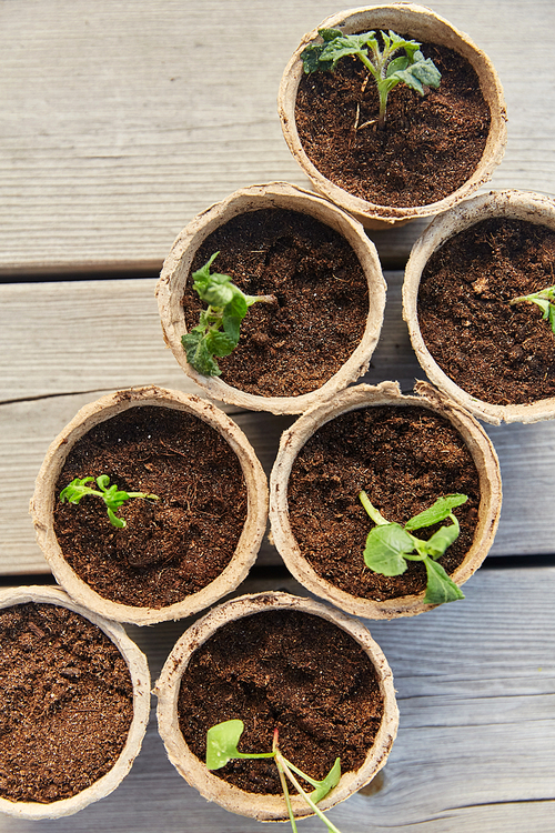 gardening, eco and organic concept - vegetable seedlings in pots with soil on wooden board background