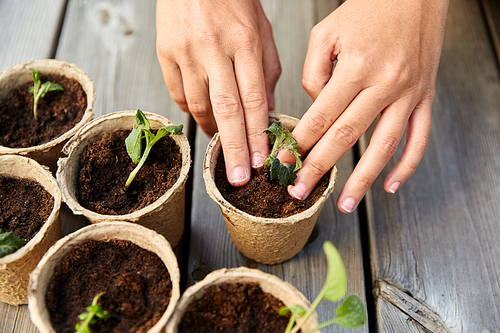 gardening, eco and organic concept - hands planting vegetable seedlings in pots with soil on wooden board background