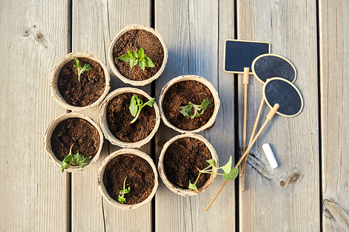gardening, eco and organic concept - vegetable seedlings in pots with soil and name tags with chalk on wooden board background