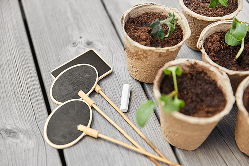 gardening, eco and organic concept - vegetable seedlings in pots with soil and name tags with chalk on wooden board background