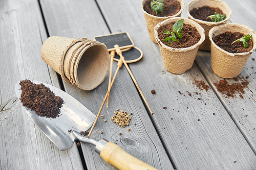 gardening, eco and organic concept - vegetable seedlings in pots with soil and name tags with garden trowel on wooden board background