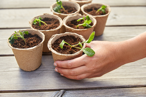 gardening, eco and organic concept - hand and vegetable seedlings in pots with soil on wooden board background