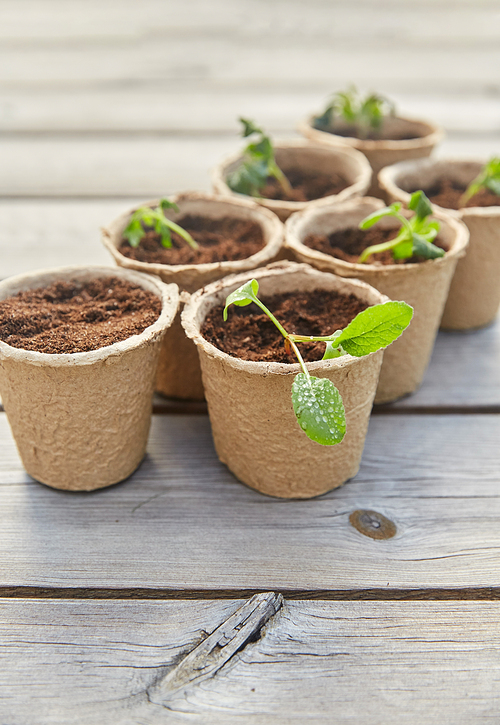 gardening, eco and organic concept - vegetable seedlings in pots with soil on wooden board background