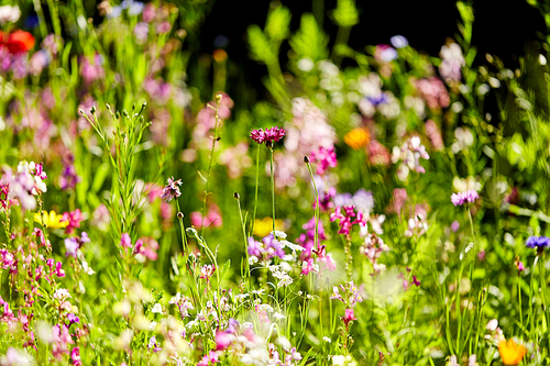 gardening, botany and flora concept - beautiful field flowers in summer garden