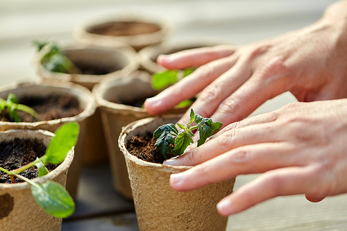 gardening, eco and organic concept - hands and vegetable seedlings in pots with soil on wooden board background