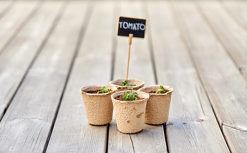 gardening, farming and planting concept - tomato seedlings in pots with name tags on wooden terrace