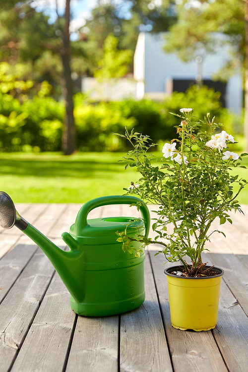 gardening, farming and planting concept - green watering can and dog rose flower seedling in pot on wooden terrace in summer garden