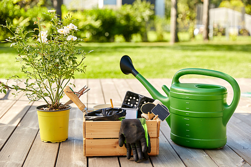 gardening, farming and planting concept - wooden box with garden tools, watering can and seedling in summer