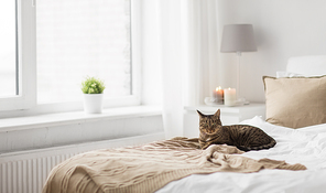 pets, christmas and domestic animal concept - tabby cat lying on bed with knitted woollen blanket at home in winter