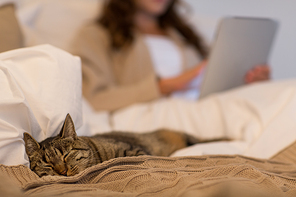pet and domestic animal concept - cat sleeping in bed with woman using tablet pc computer at home bedroom