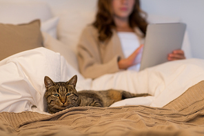 pet and domestic animal concept - cat lying in bed with woman using tablet pc computer at home bedroom