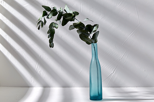 nature, flora and herbal concept - eucalyptus populus branch in blue glass vase on white table