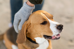 family, pet, animal and people concept - close up of owner's hand hand stroking beagle dog