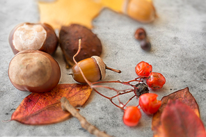 nature, season and botany concept - close up of acorn, dry fallen autumn leaves, chestnuts and rowanberries on grey stone background