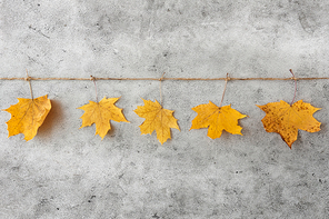 nature, season and botany concept - dry fallen autumn maple leaves hanging on string on grey stone background