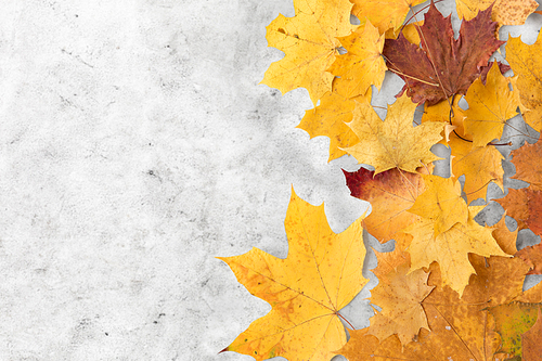 nature, season and botany concept - dry fallen autumn maple leaves on grey stone background