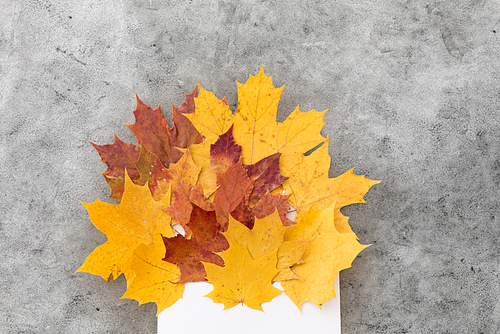 nature, season and  concept - dry fallen autumn maple leaves with envelope on grey stone background
