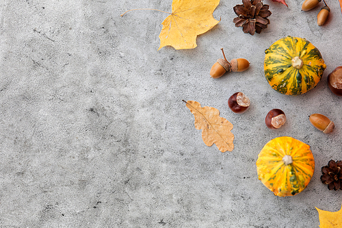 nature, season and botany concept - different dry fallen autumn leaves, chestnuts, acorns and pumpkins on grey stone background