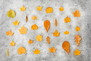nature, season and botany concept - different dry fallen autumn leaves on gray stone background