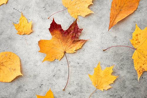 nature, season and botany concept - different dry fallen autumn leaves on gray stone background
