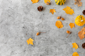 nature, season and botany concept - different dry fallen autumn leaves, acorns and pumpkins on gray stone background