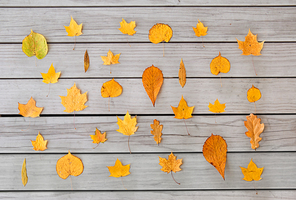 nature, season and botany concept - different dry fallen autumn leaves on gray wooden boards background