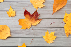 nature, season and botany concept - different dry fallen autumn leaves on gray wooden boards background