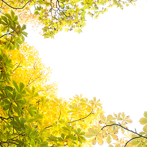 Autumnal leaves against the clear sky