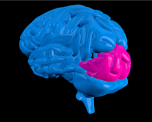 Blue brain with highlighted occipital lobe
