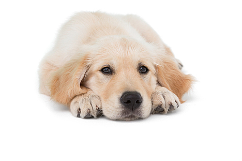 Dog stretched out  on white background
