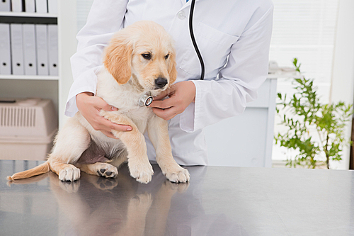 Veterinarian examining a cute dog with a stethoscope in medical office