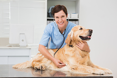 Veterinarian examining a cute dog with a stethoscope in medical office