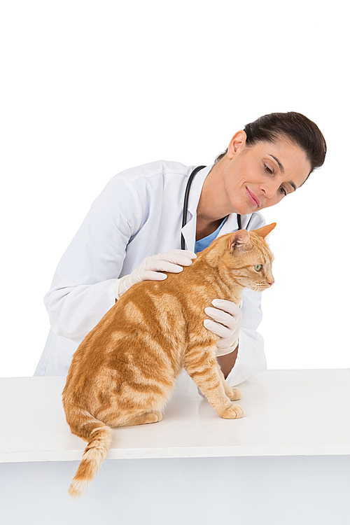 Veterinarian examining a cat on white background