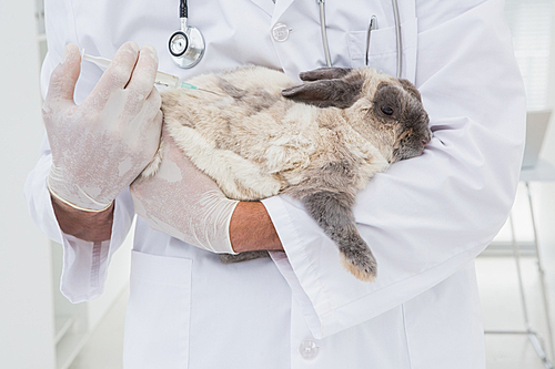 Veterinarian doing injection at a rabbit in medical office
