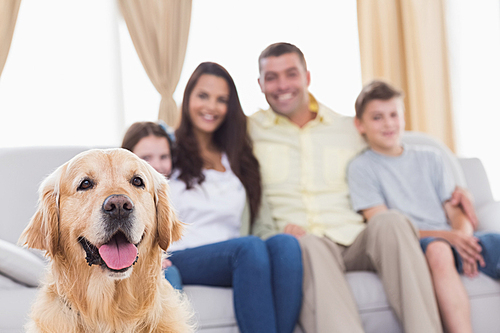 Happy family of four looking at Golden Retriever in living room