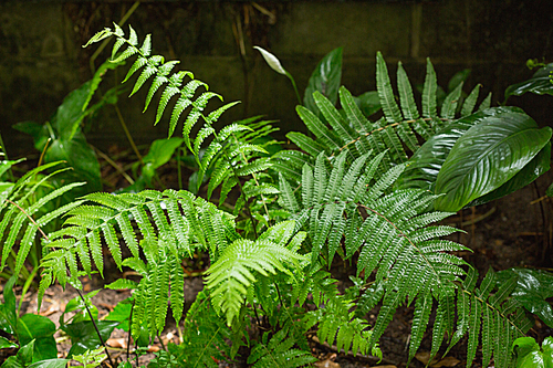 Green ferns in tropical forest in close up