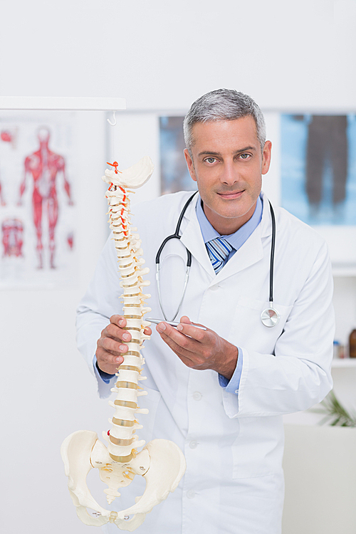 Happy doctor showing anatomical spine in clinic