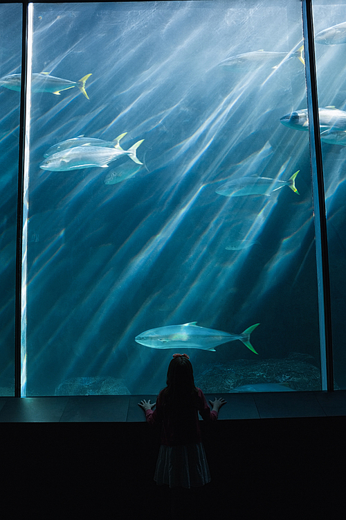 Little girl looking up at fish in tank at the aquarium