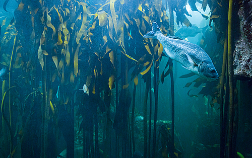 Fish swimming in tank at the aquarium
