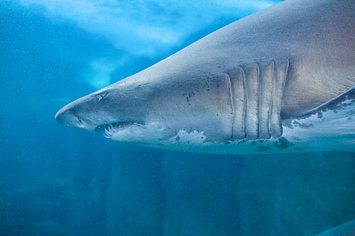 Shark swimming in fish tank at the aquarium