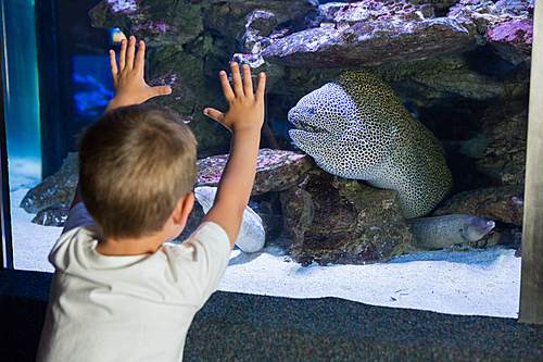 Little boy looking at fish tank at the aquarium