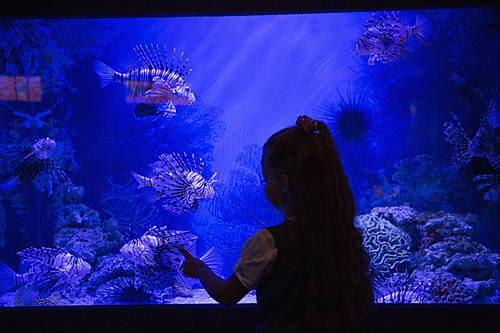 Little girl looking at fish tank at the aquarium