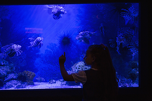 Little girl looking at fish tank at the aquarium