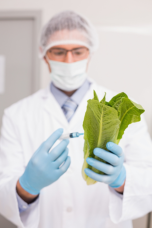 Scientist holding lettuce and injecting fluid with syringe