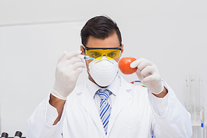 Scientist doing injection to tomato